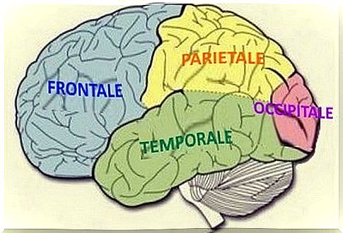 Brain lobes: characteristics and functions