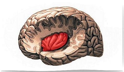 Insular lobe