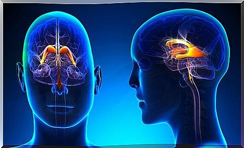 Ventricular system of the brain: functions