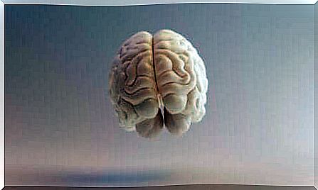 Brain seen from the front.