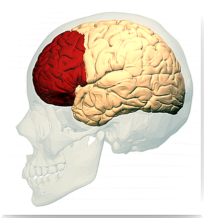 Side brain highlighting the prefrontal cortex.