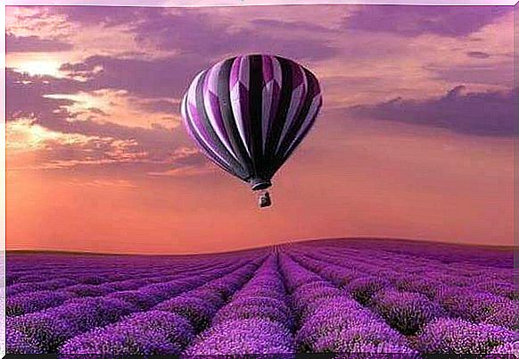 hot air balloon flies over lavender plantations