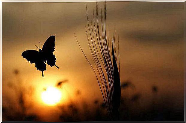 Butterfly in front of sunrise