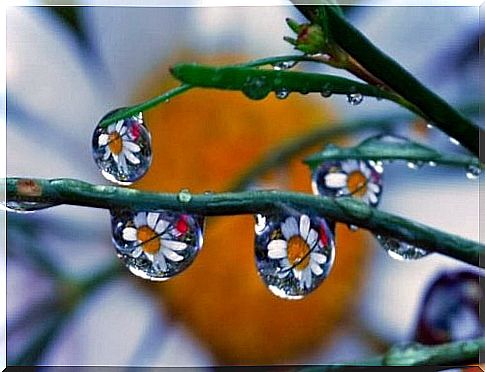 Dew drops with flowers