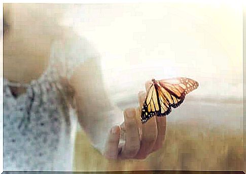 Butterfly on the hand