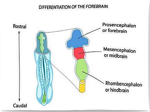 Hindbrain structure