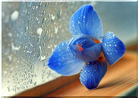 blue flower