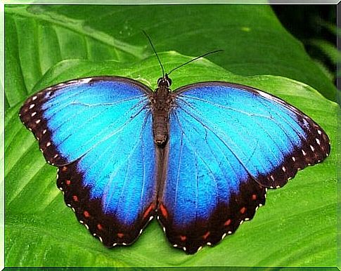 A blue butterfly