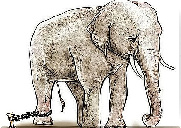 Sad and chained elephant