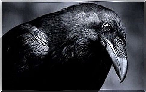 The intelligence of the animal kingdom: crows