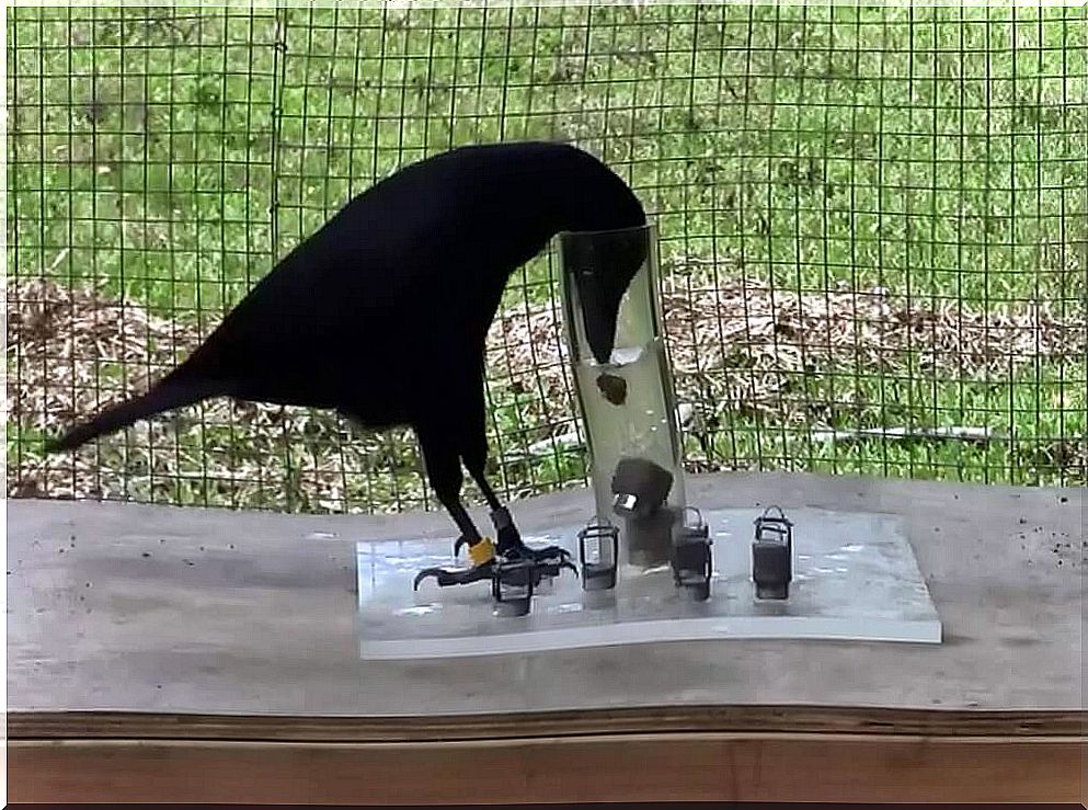 Animal intelligence experiment with crows