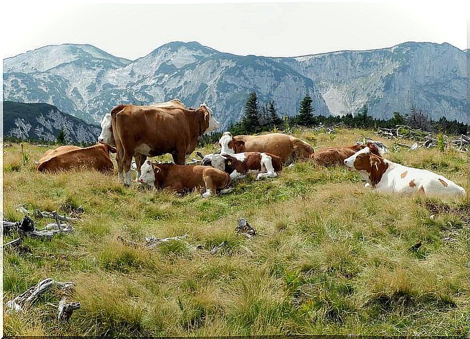 Grazing cows